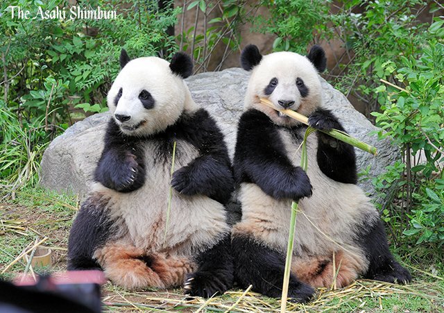 上野動物園の双子パンダ、来年1月中国へ 