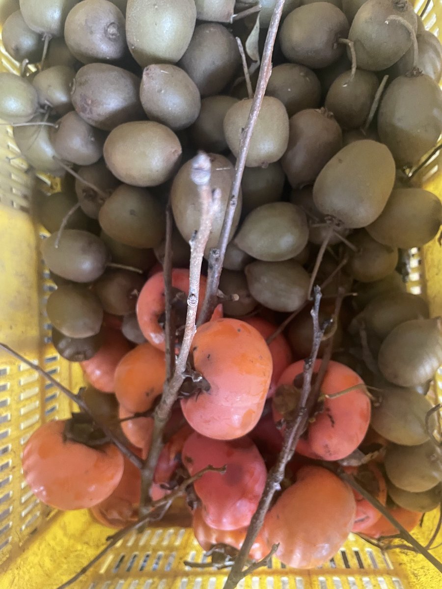 相葉マナブで紹介された根生姜レシピにファン歓喜！