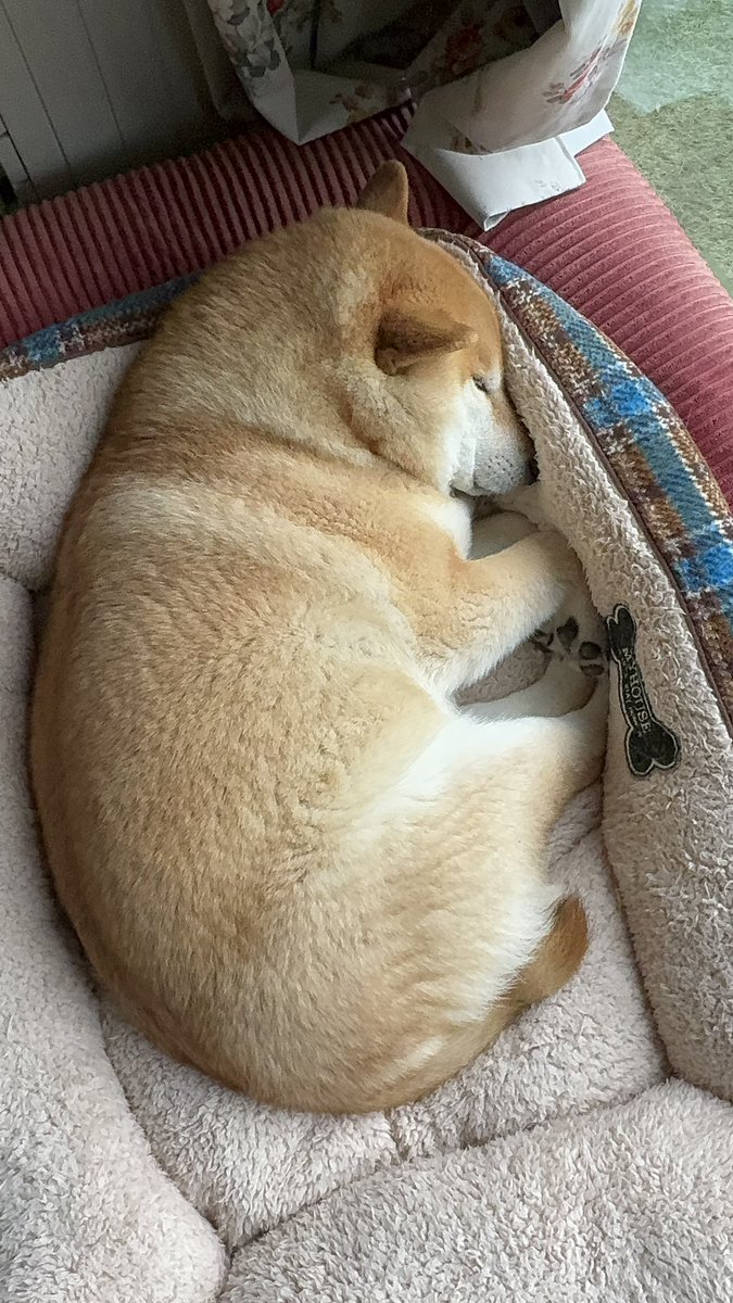 【激レア】郡司裕也 実使用ヘルメット しびぃ～」「さすがに俺、かっこいい」延長12回サヨナラアーチ
