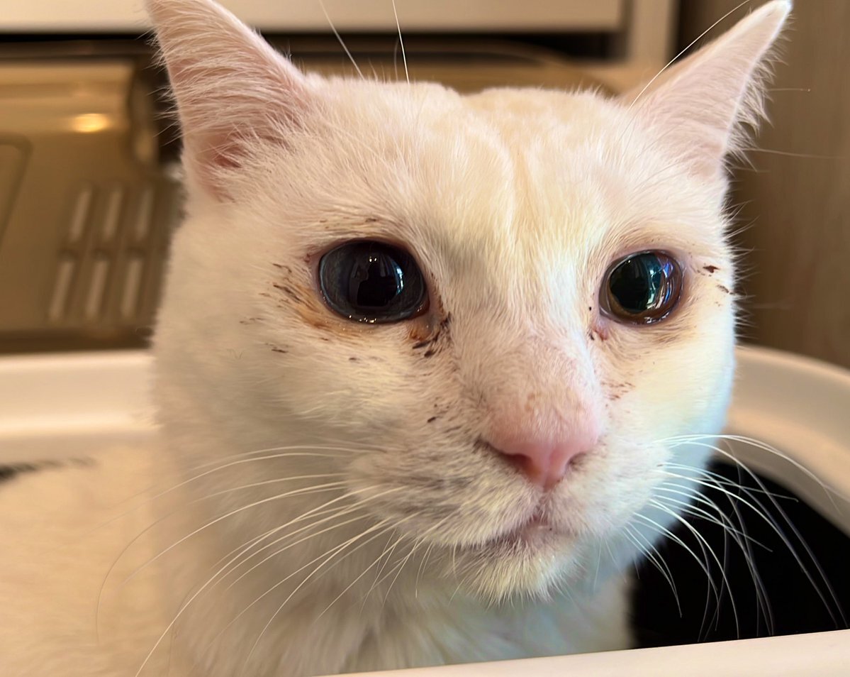 猫との暮らしってどんな感じ？