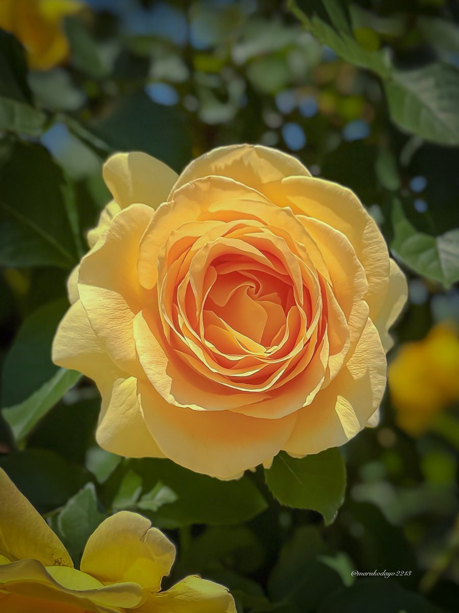 ミッキーとミニー、誕生日おめでとう！ 