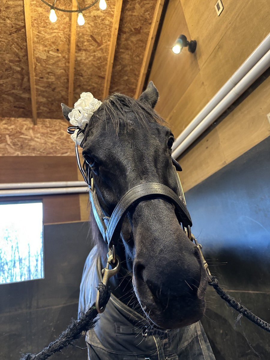 エイシンフラッシュ、ウマ娘と実馬で話題に！ファン興奮