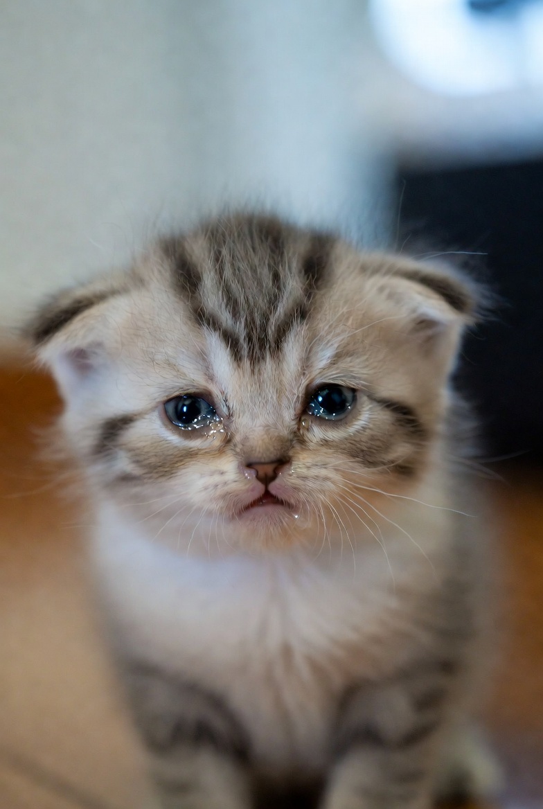 WBC地上波なしに驚きと期待の声