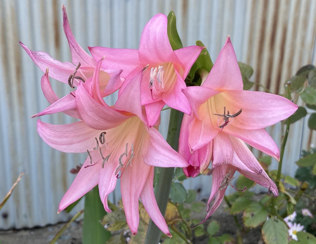 11月29日はたくさんの記念日！いい肉の日、いい服の日も 