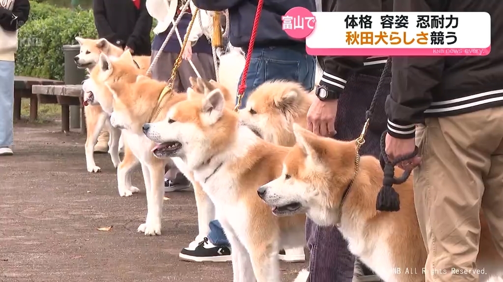 秋田犬の魅力に迫るイベントが富山で開催！
