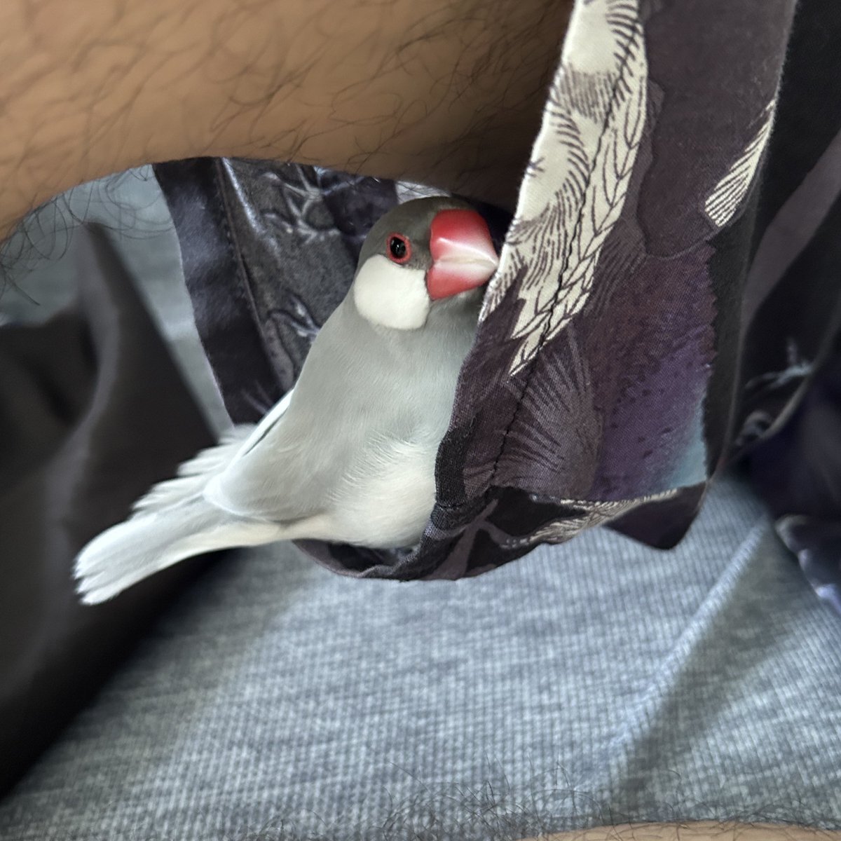 文鳥 2号」のYahoo!リアルタイム検索 - X（旧Twitter）を