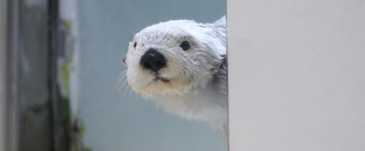 澤本夏輝 2021ver. BDクッション 新品 未開封 出回り希少 澤本夏輝」のYahoo!リアルタイム検索 - X（旧Twitter）を