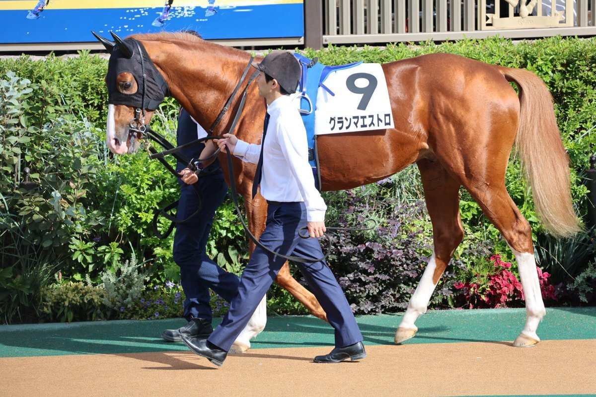 グランマエストロ、マイル適性はあるのか？