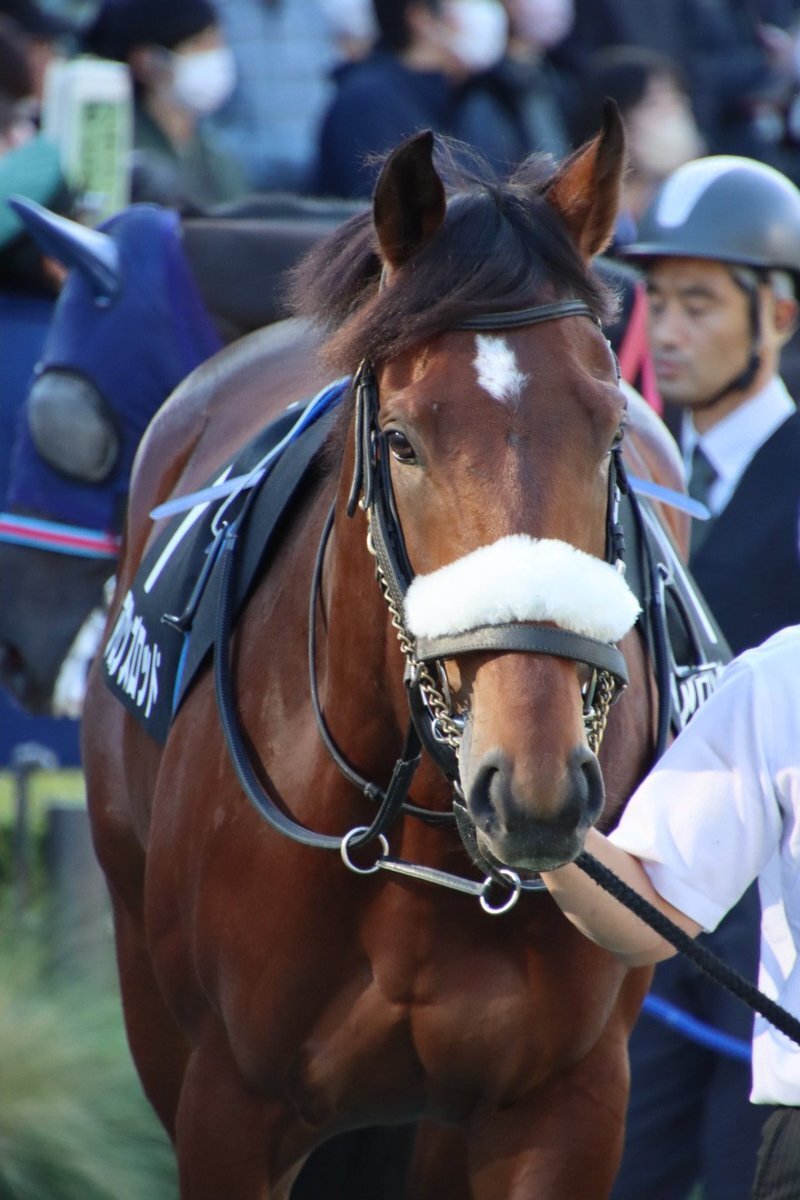 アロンズロッド、東京9Rで人気を集める