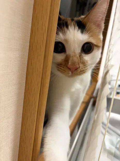 天皇ご一家、新たな保護猫「美海」の写真を公開