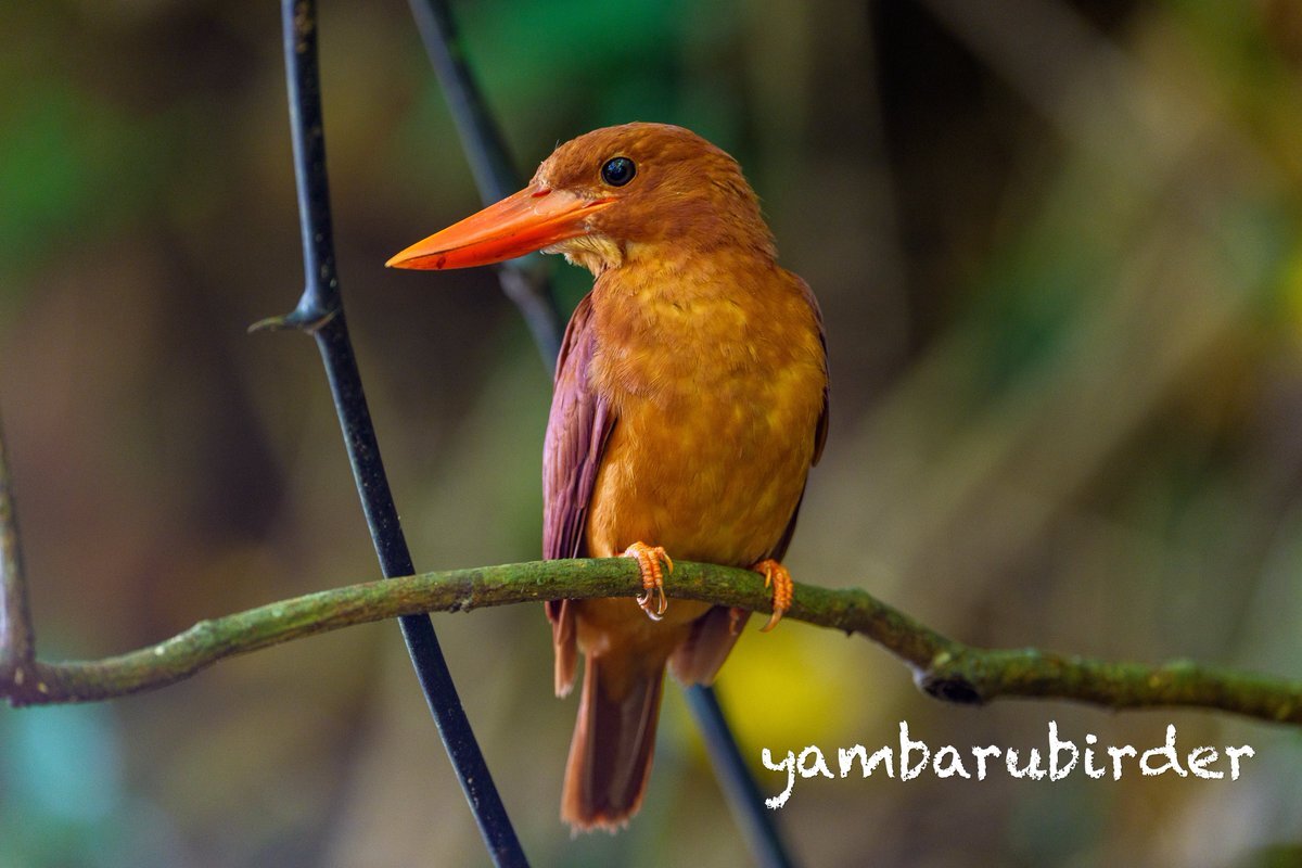岸本ウラチ　アカショウビン 20240708 アカショウビン（赤翡翠） | 野鳥撮影記録