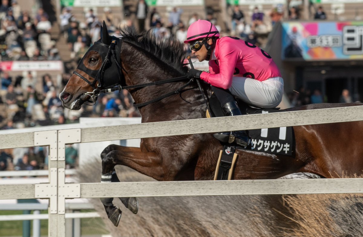 アサクサゲンキ、秋陽ジャンプステークスは4着に！