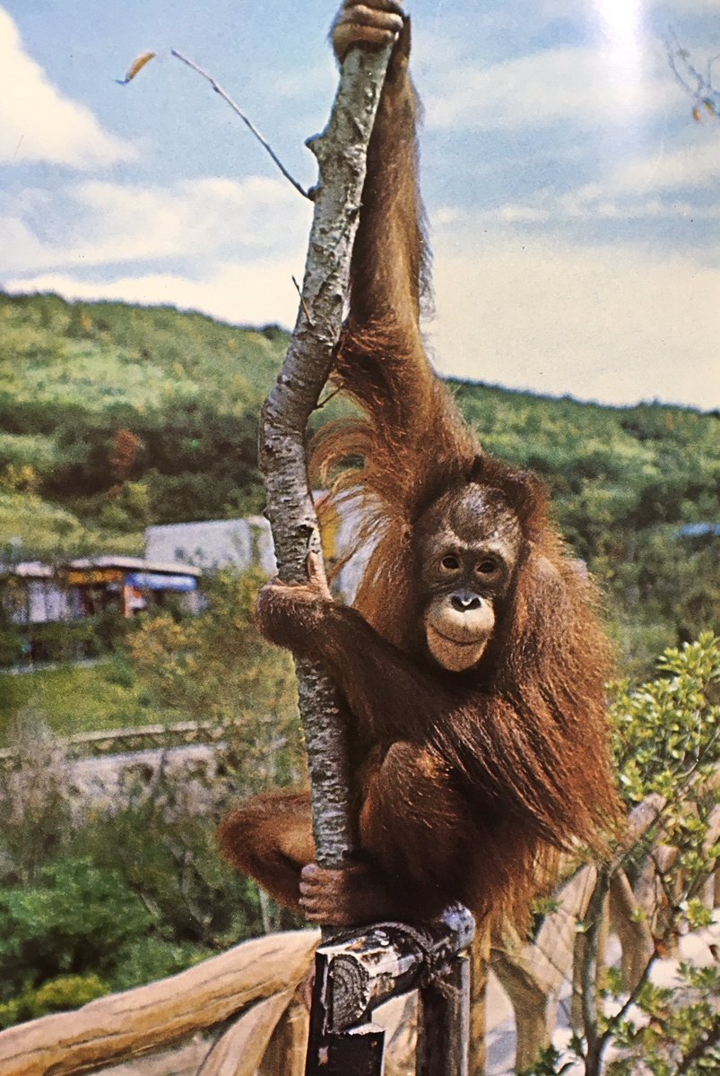 オランウータン☻ オランウータン - Wikipedia
