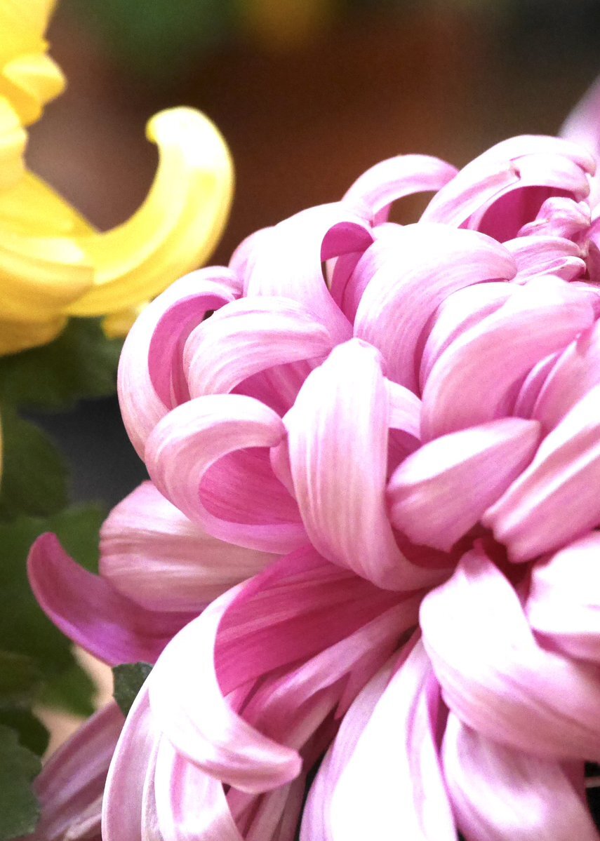 打首獄門同好会の「布団の中から出たくない」が話題に？