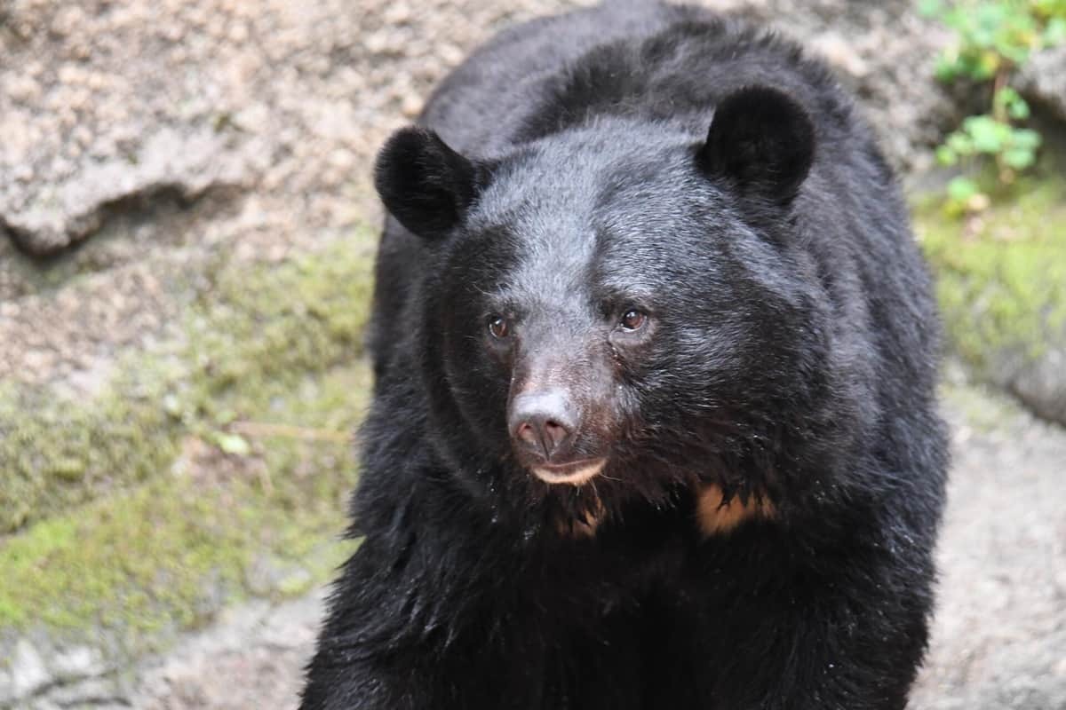 多賀城市でクマ？実は猫だった