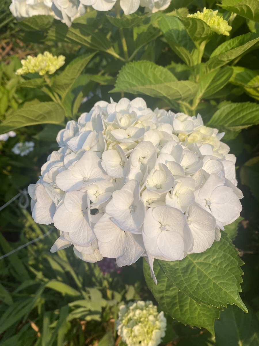 紫陽花　美品 mqdefault.jpg