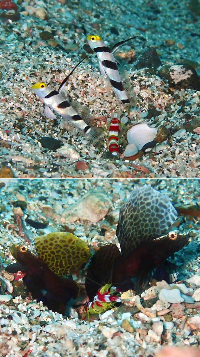 珊瑚 Amazon | HyzaPhix 人工魚 偽魚 人工浮遊魚 熱帯魚30点セット