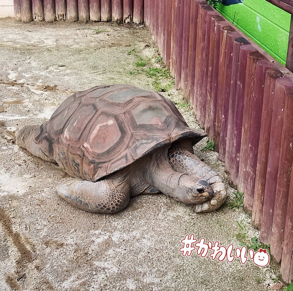 東武動物公園」に関連する話題のポスト - Yahoo!リアルタイム検索