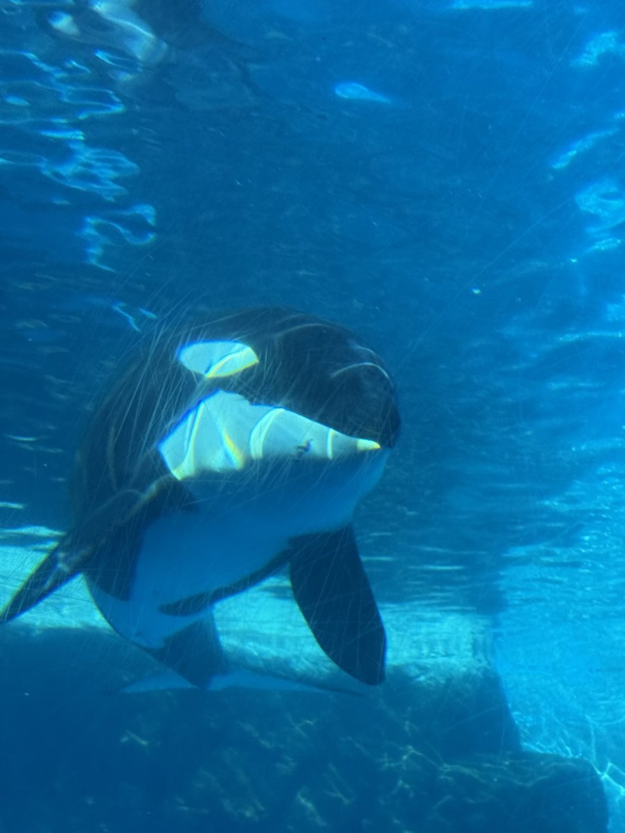 名古屋港水族館 ステラ」のYahoo!リアルタイム検索 - X（旧Twitter）を