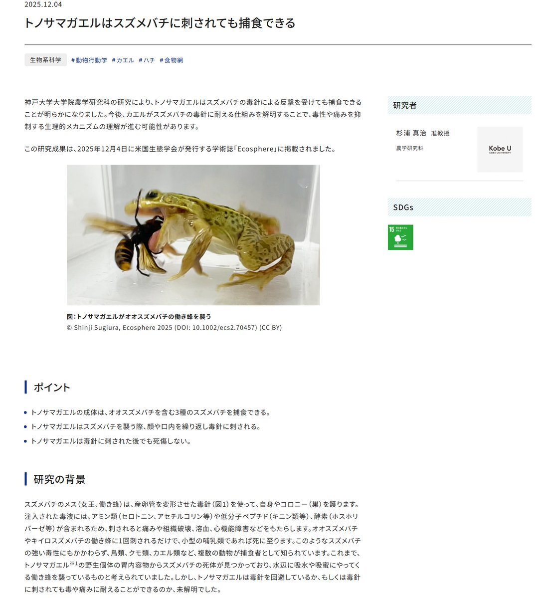 トノサマガエル、スズメバチに刺されても平気！ 研究結果に驚きと称賛の声