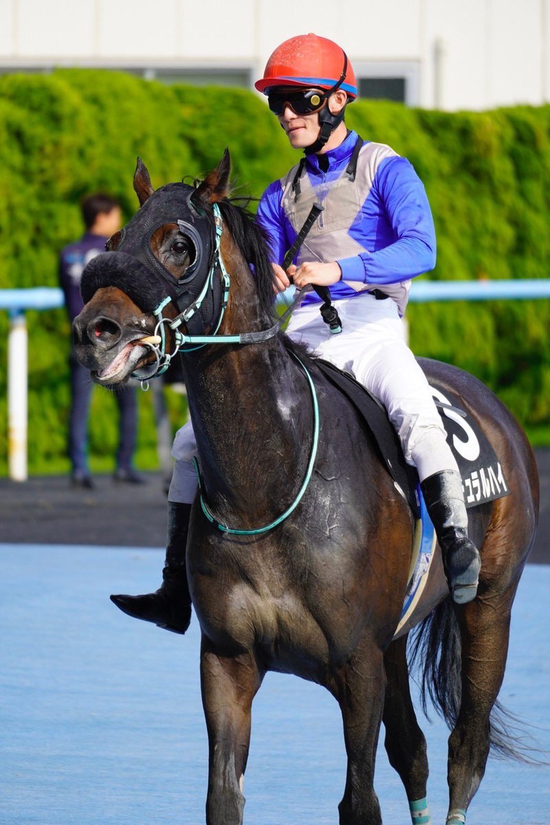 競走馬ナチュラルハイ、予後不良に