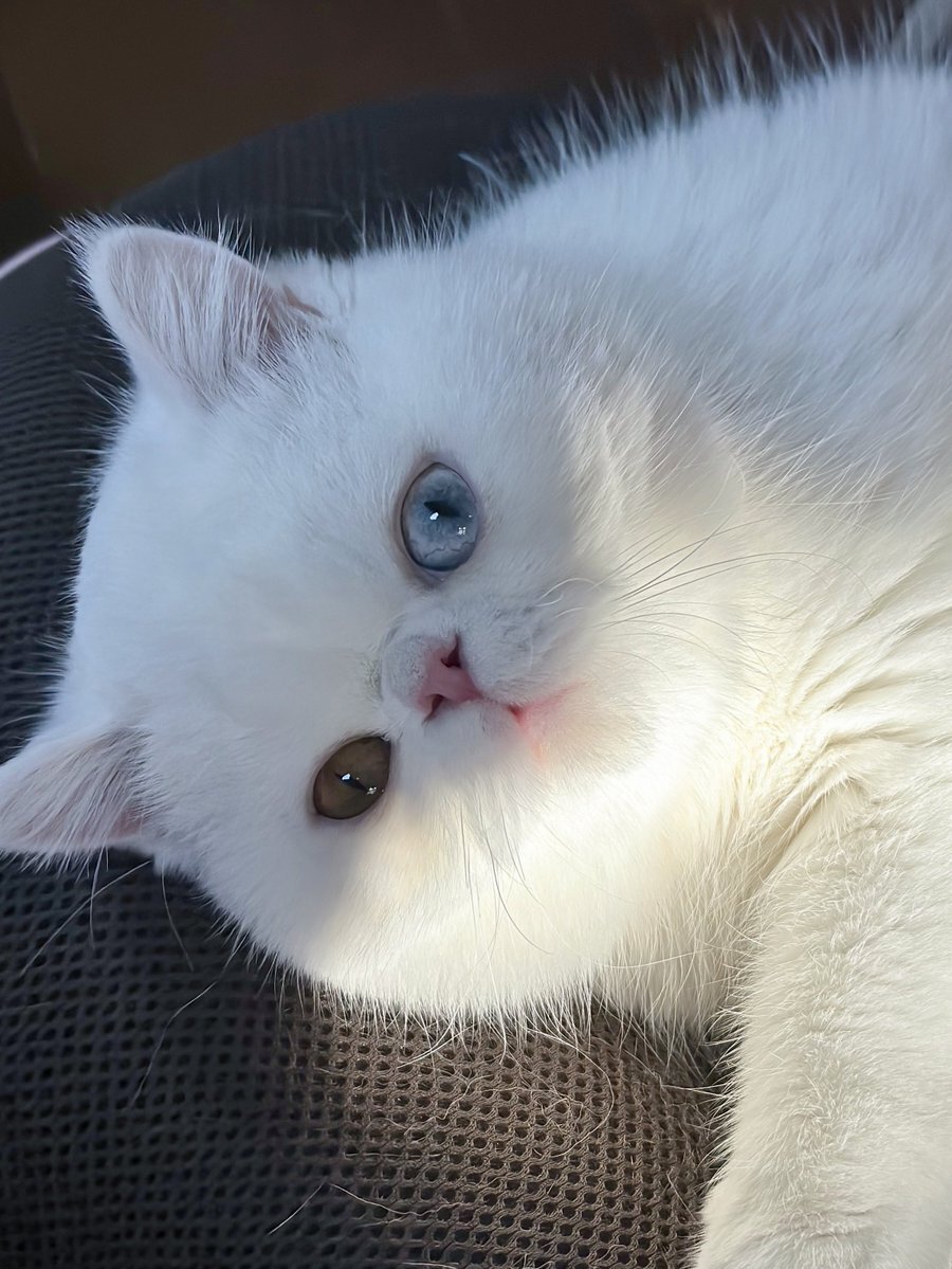 「きゅるりんってしてみて」が流行！SNSで楽曲と踊りの動画が拡散