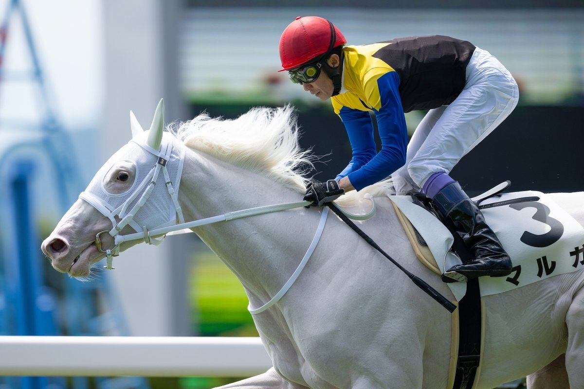 ◎ブチコ　単勝馬券　新馬戦あり　５枚セット◎ m72542753730_1.jpg?1621853828