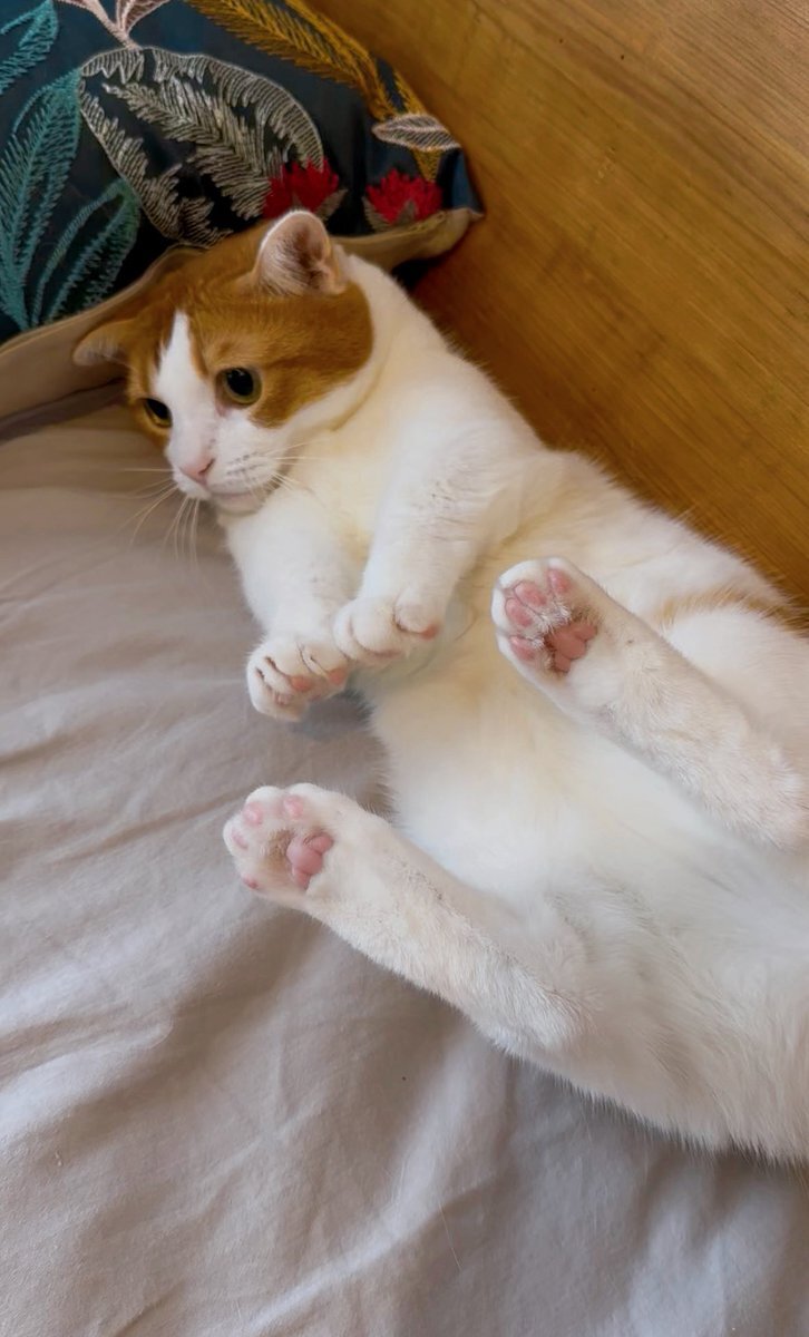 猫 フューエル インジェクター 0280150561 適用: フォード