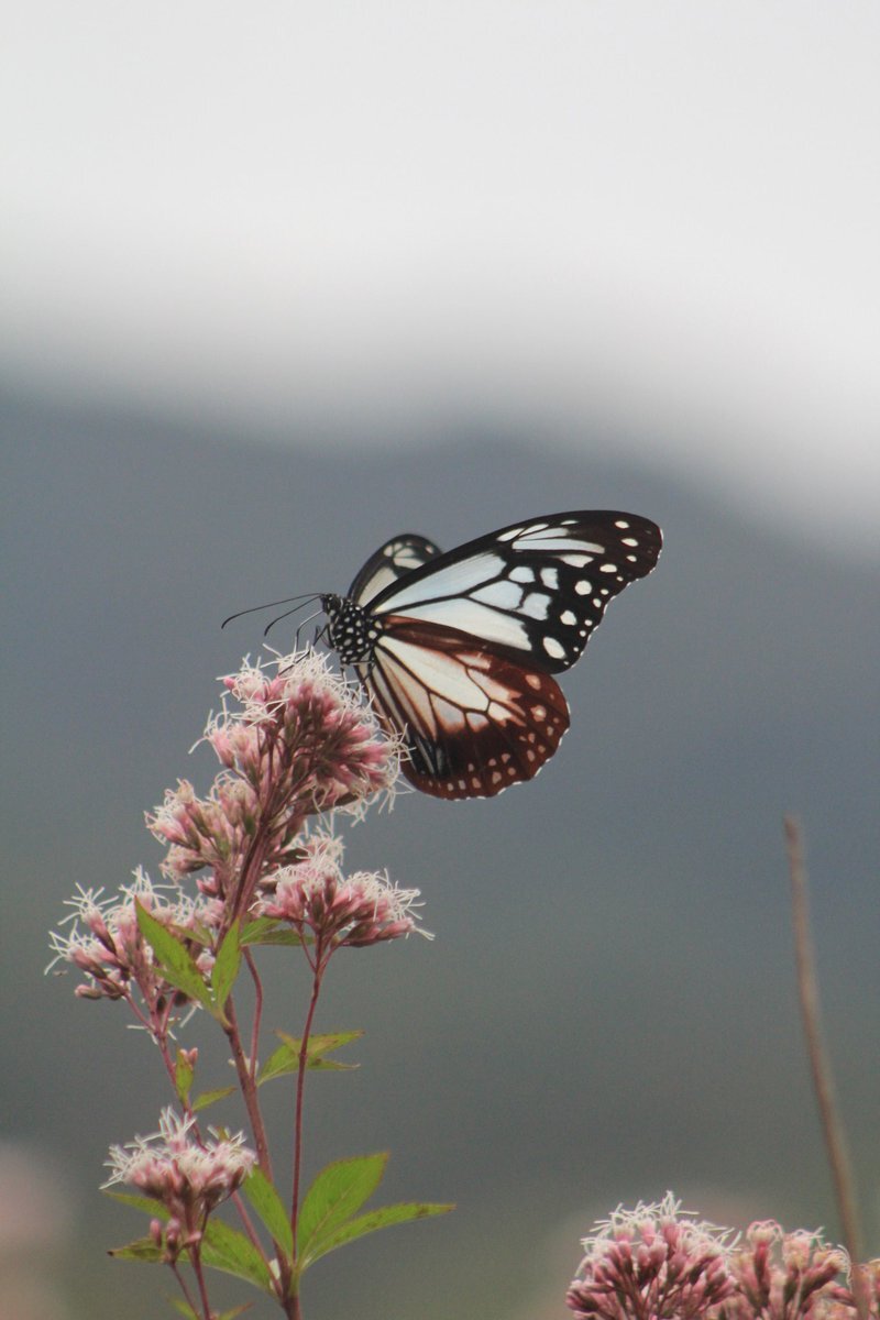 確認用　フジバカマ　斑入り　2ポット 斑入り 『フジバカマ』 | すべての商品 | | Junk sweet Garden tef*tef*