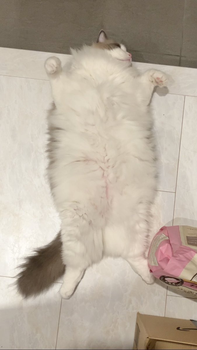 追悼いいねを！ 吾妻光良 & The Swinging Boppersがタワーレコード「NO MUSIC