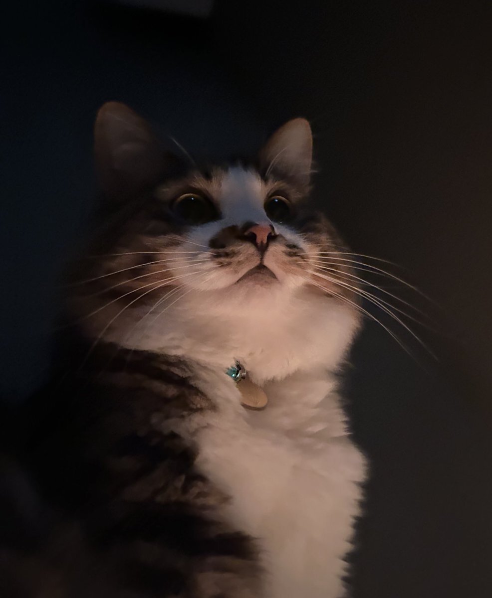 たぬき猫様 🐱 どでーーーーーん。 たぬきさん(งᐢ⓿ᴥ⓿ᐢ)ว‎ ‎٩