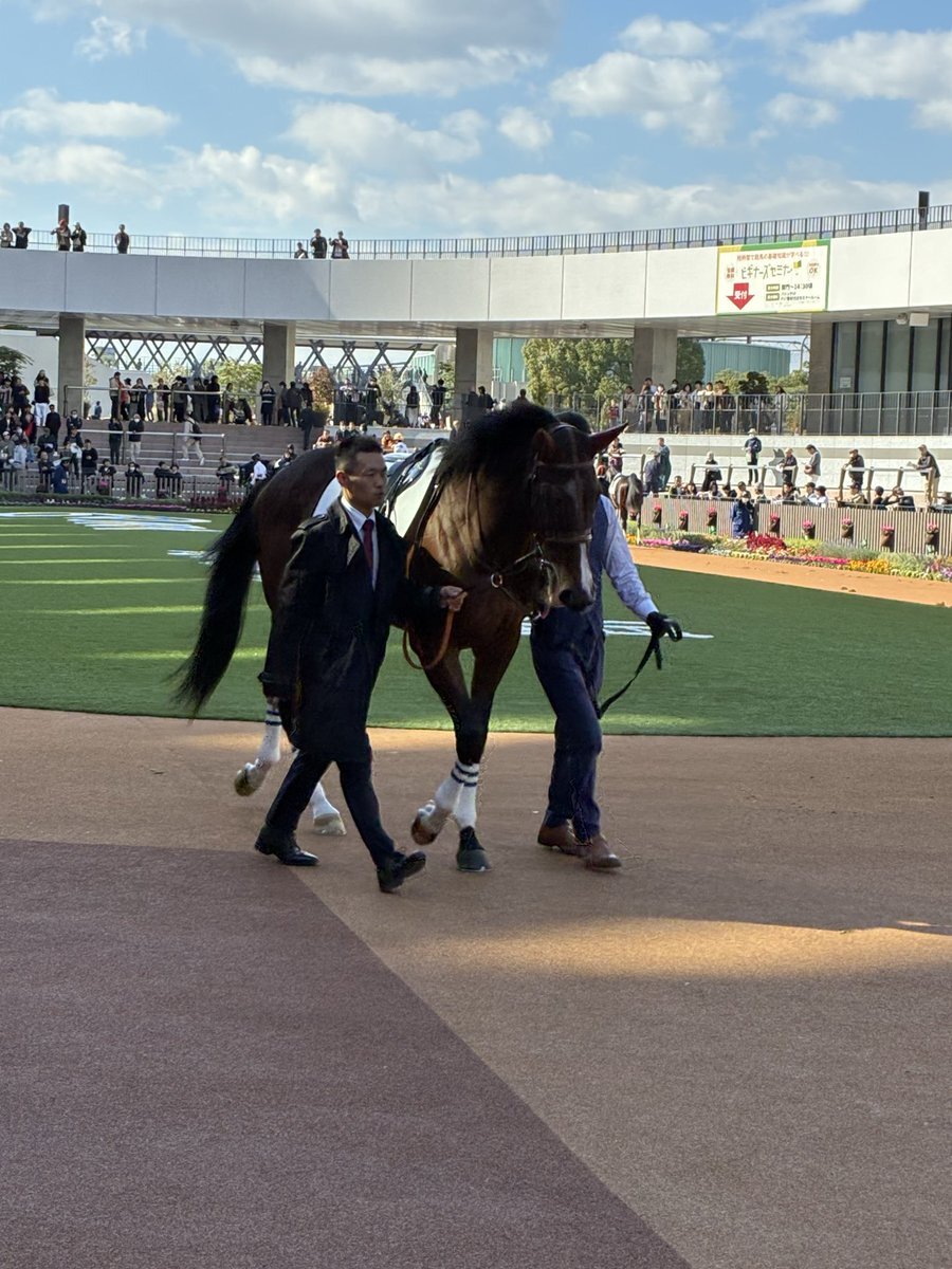 ヴィラジョヴィス、京都競馬7着！ファンは「伸びなかった」と惜しむ