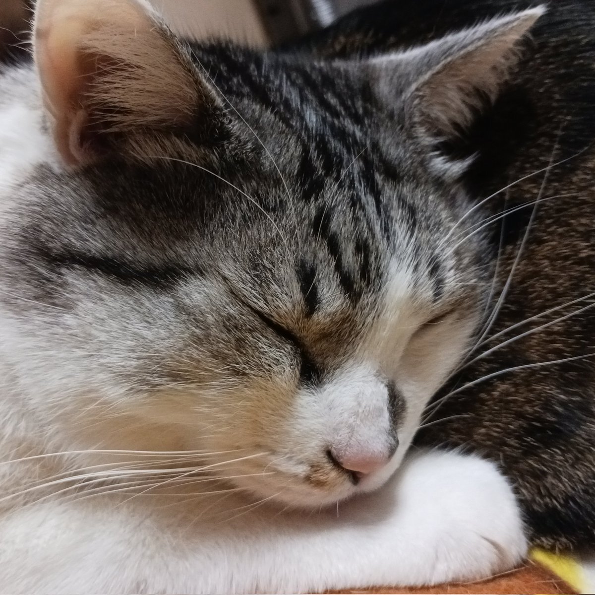 伊福部昭特集にファン興奮！「音楽の泉」でゴジラ音楽に浸る