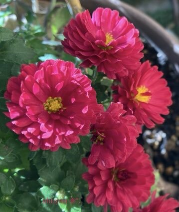 気温が上がらない冬到来！SNS投稿で寒さに備えの声