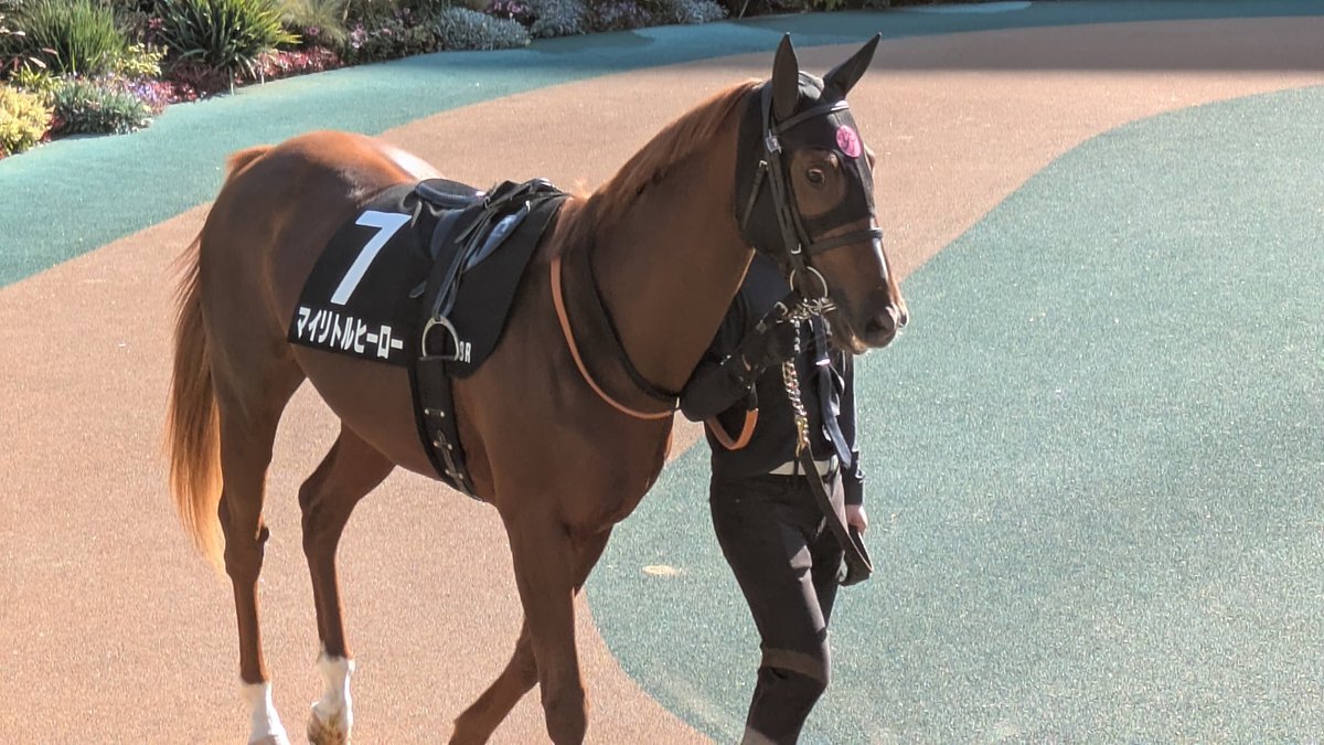 マイリトルヒーロー、ベゴニア賞で競走中止 ファンが心配の声