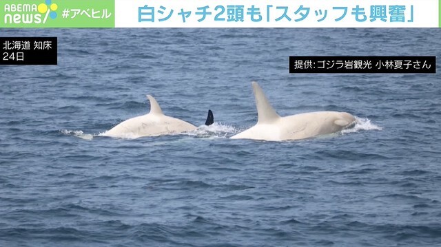 白いシャチ のtwitter検索結果 Yahoo リアルタイム検索