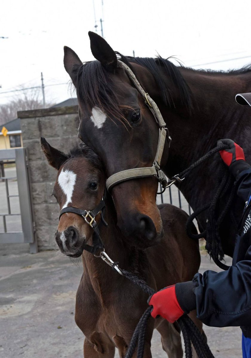 セイウンハーデス大逃げ！ジャパンカップはカランダガンがレコード勝利