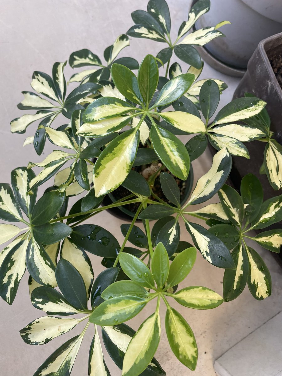 ウンベラータ」のYahoo!リアルタイム検索 - X（旧Twitter）を