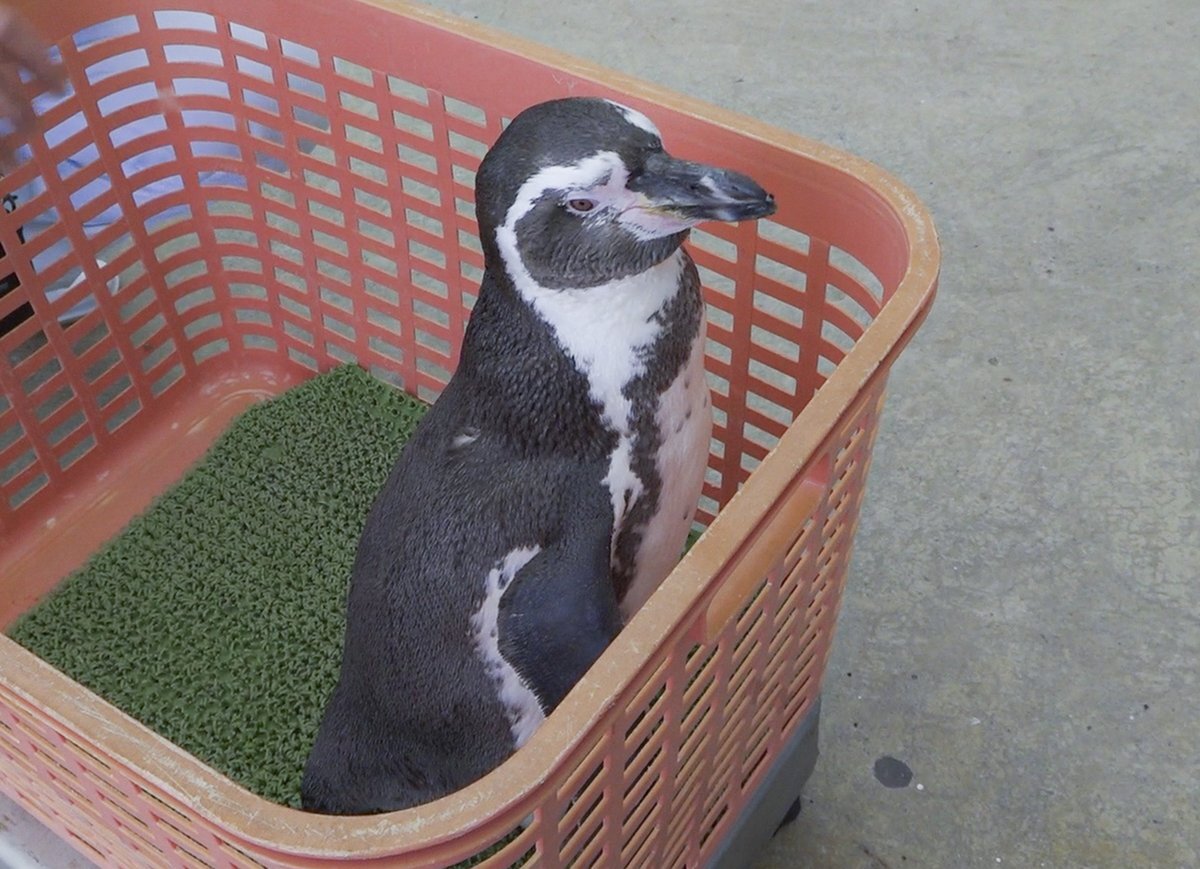 ペンギンネコアアム追加写真確認用 Dreams -ドリームズ公式- ふんばるず (Regular) ペンギン