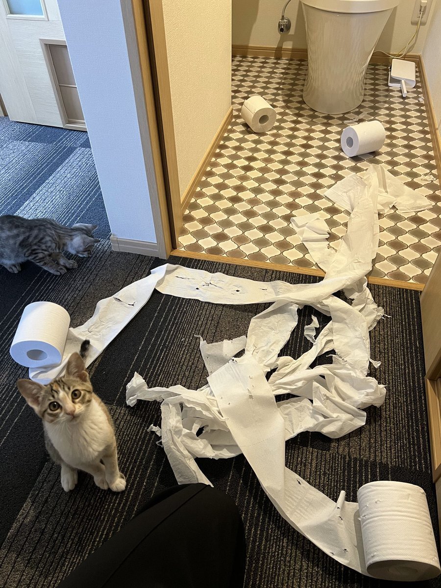 派手にやったねぇ…さまざまな「猫のやらかし写真」を集めました