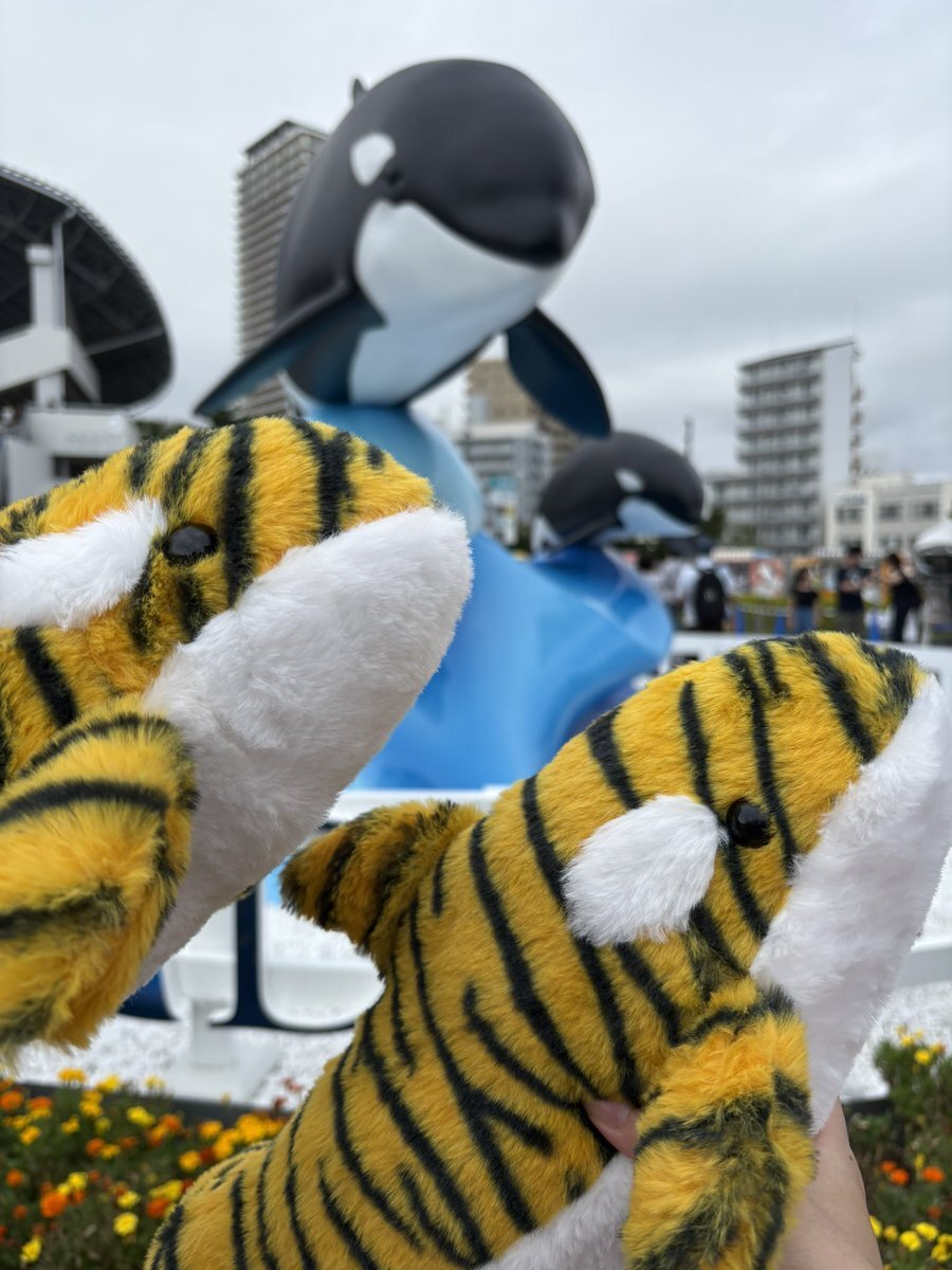 名古屋港水族館 アース くじ ぬいぐるみ 特賞 名古屋港水族館 シャチ ぬいぐるみくじ - ぬいぐるみくじ発見紀