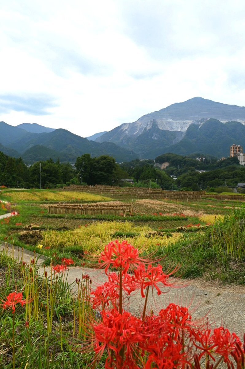 曼珠沙華まつり」のYahoo!リアルタイム検索 - X（旧Twitter）を