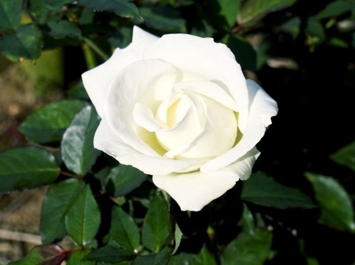 いい夫婦の日に感謝の気持ちを伝えるSNS投稿が多数