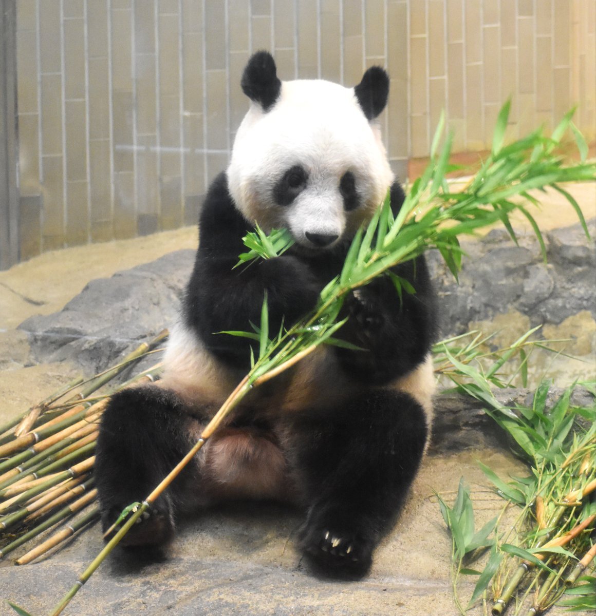 シャンシャン 上野動物園 公式グッズ おまとめ ☆最終セール☆ 上野動物園 シャンシャングッズまとめ売り - メルカリ