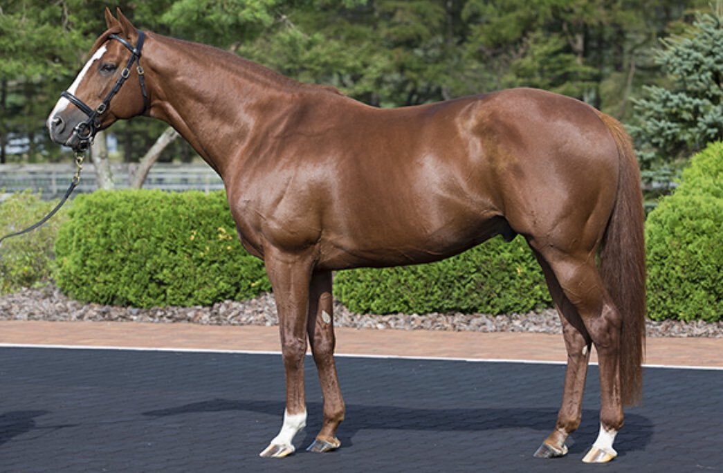 アラレタバシル、鳴海特別制覇！ファン歓喜の差し切り勝ち