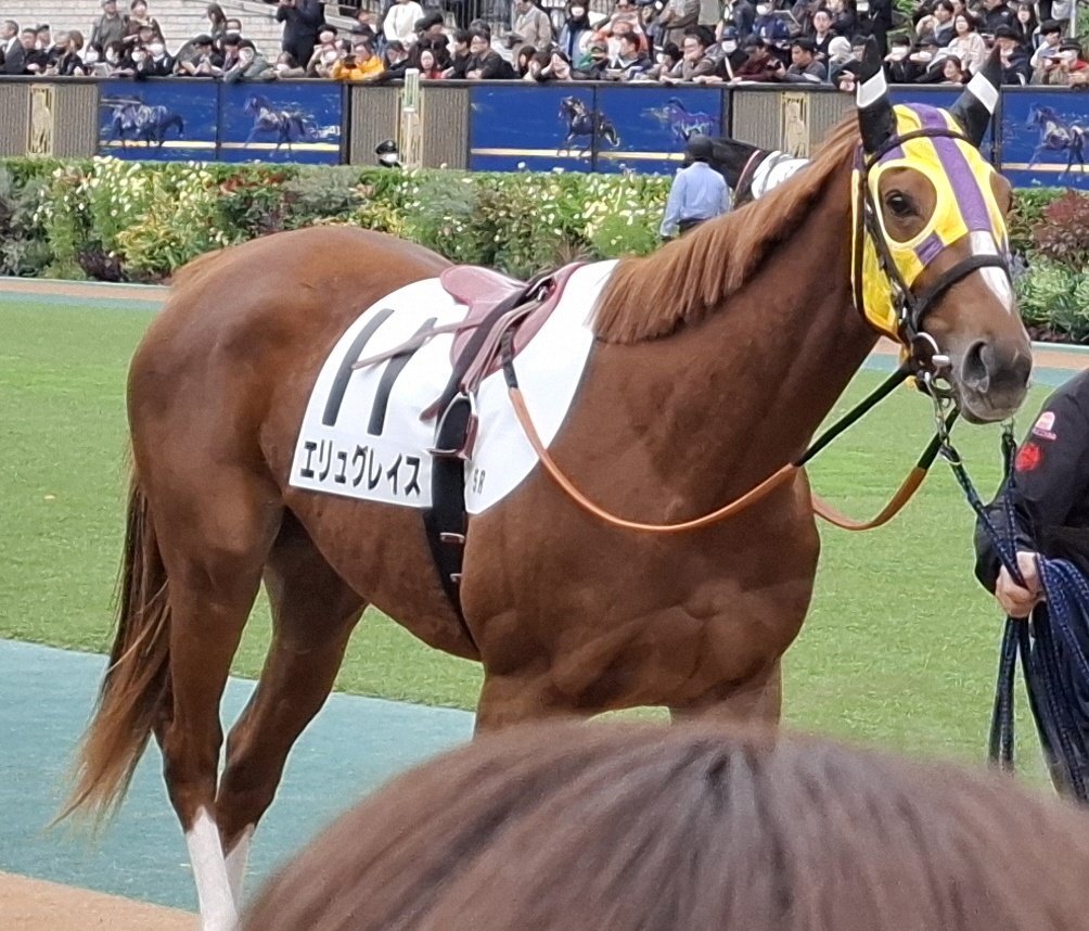 エリュグレイス、2着で今後の活躍に期待！