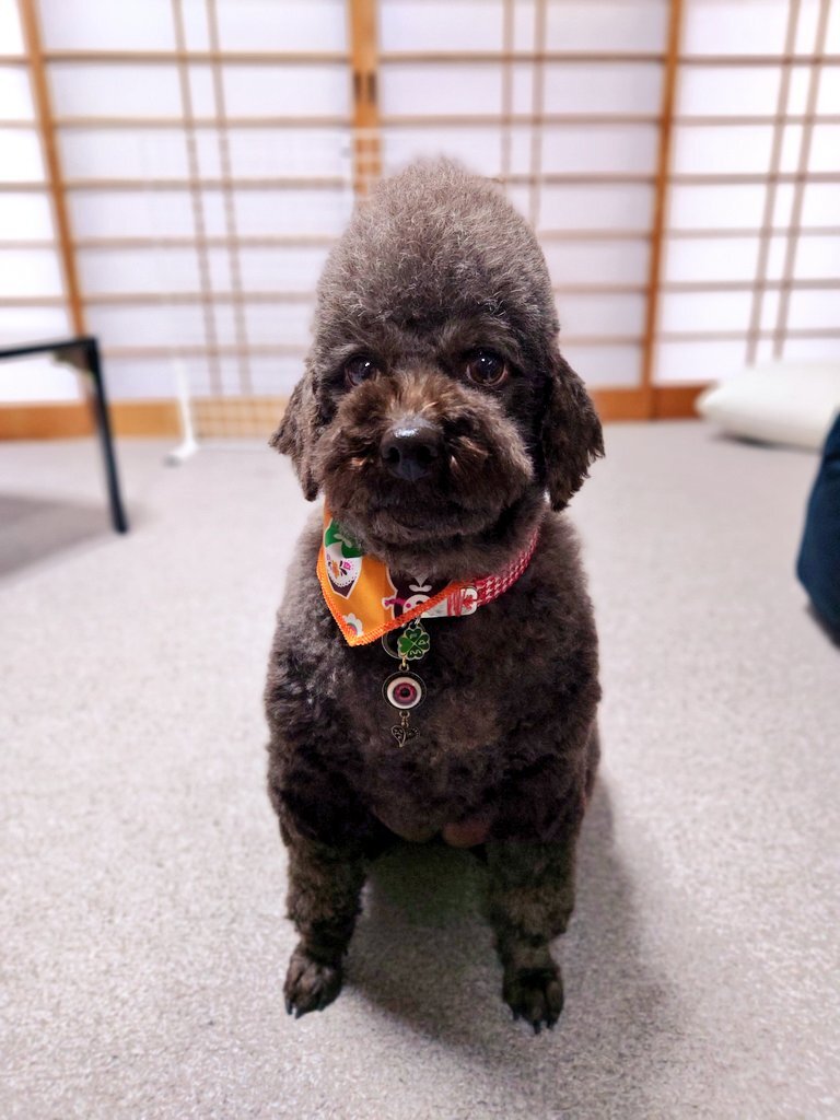 中国トリマーの柴犬虐待動画、SNSで批判殺到