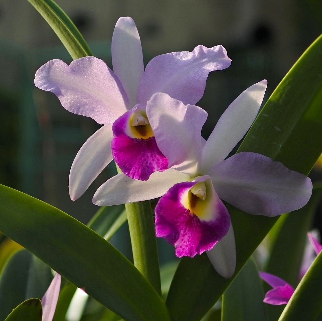 冬至の朝、SNSで「今週も宜しくお願いします」の声