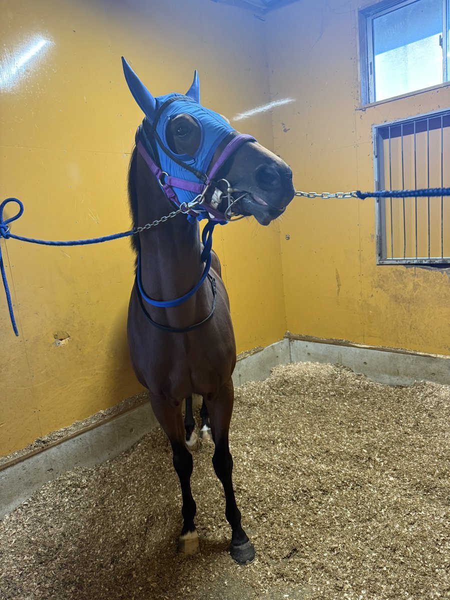 コンタンゴ、中央復帰へ向け快勝