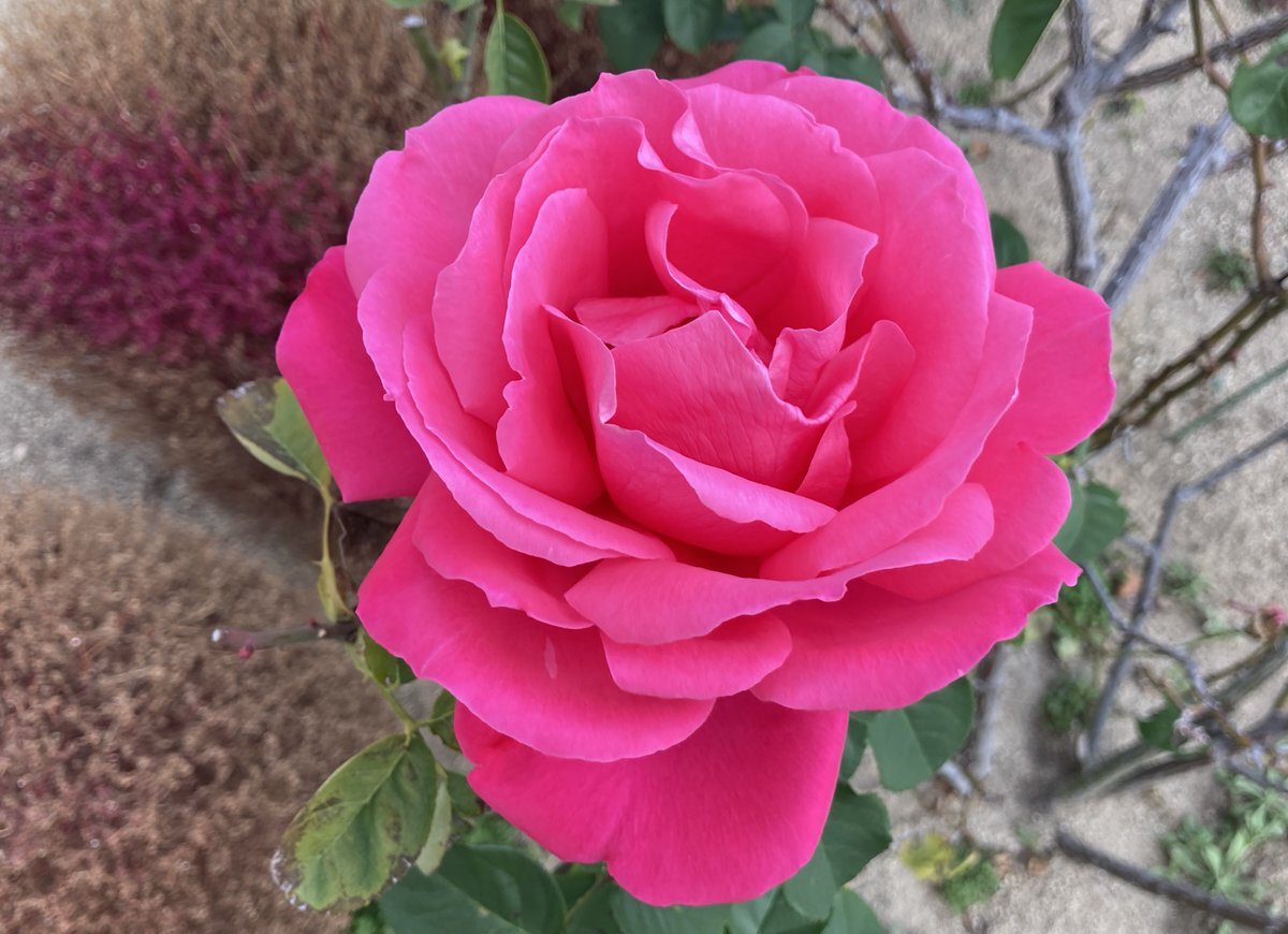 プレイステーションの日！ 思い出のゲームで盛り上がるファン